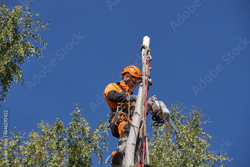 A man removes a tree. Tree surgeon.
