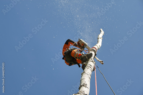 Tree surgeon. Working with a chainsaw. Sawing wood with a chainsaw.