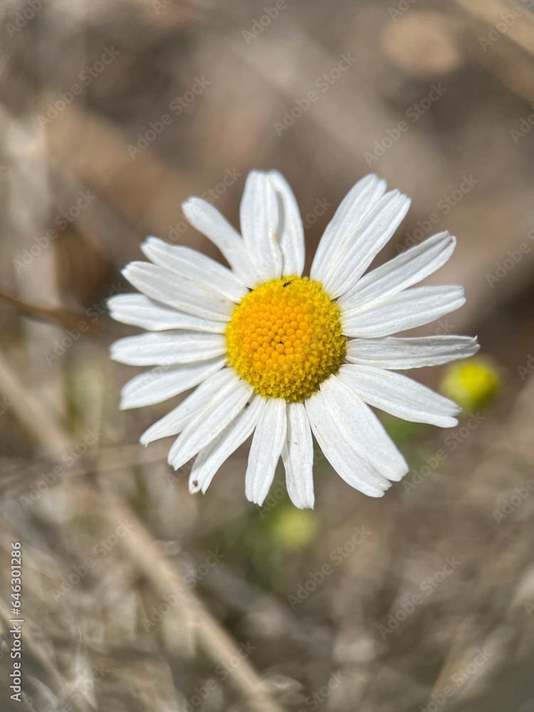 Obraz premium Chamomile flower close-up, blurred background 