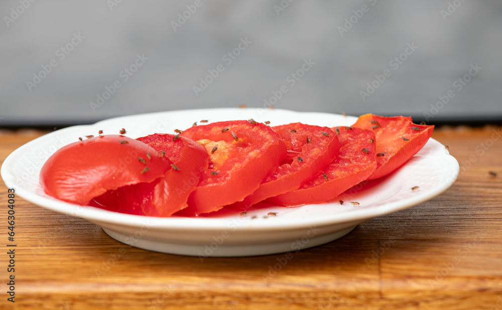 Lot of fruit flies Drosophila melanogaster eating of slices of tomatoes in home kitchen. Lot of fruit flies Drosophila melanogaster eating of slices of tomatoes in home kitchen.