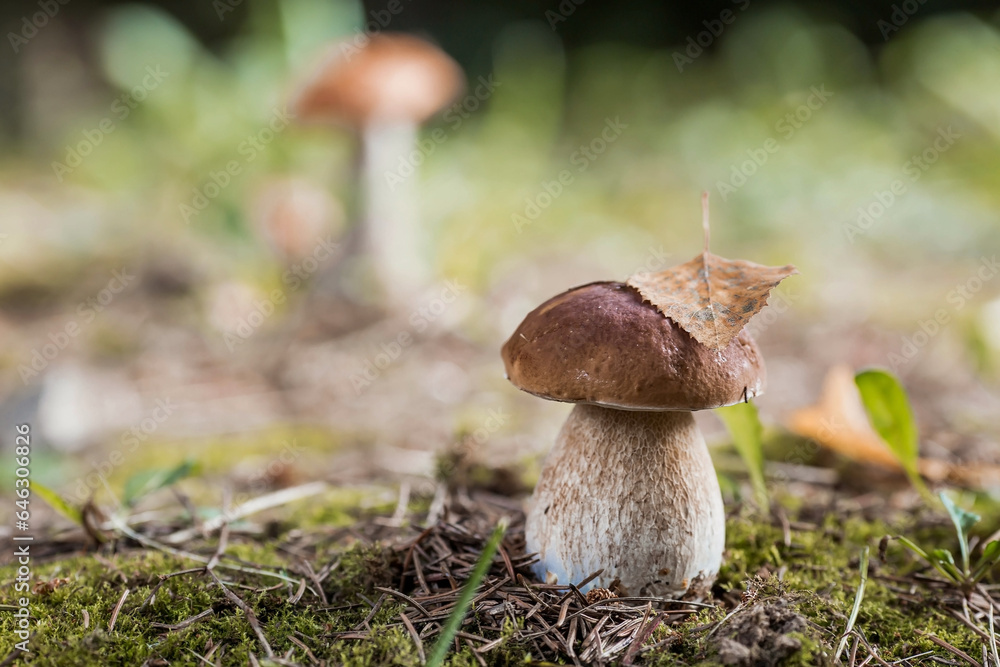 Fototapeta premium A noble, royal mushroom. White mushroom boletus. Porcini mushrooms in the spruce forest. Beautiful texture of nature background.
