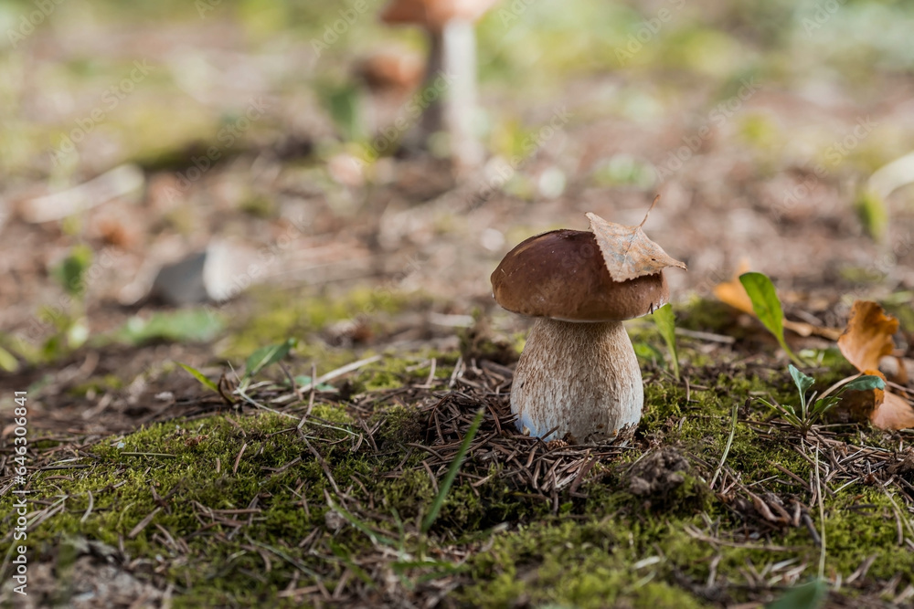 Fototapeta premium A noble, royal mushroom. White mushroom boletus. Porcini mushrooms in the spruce forest. Beautiful texture of nature background.