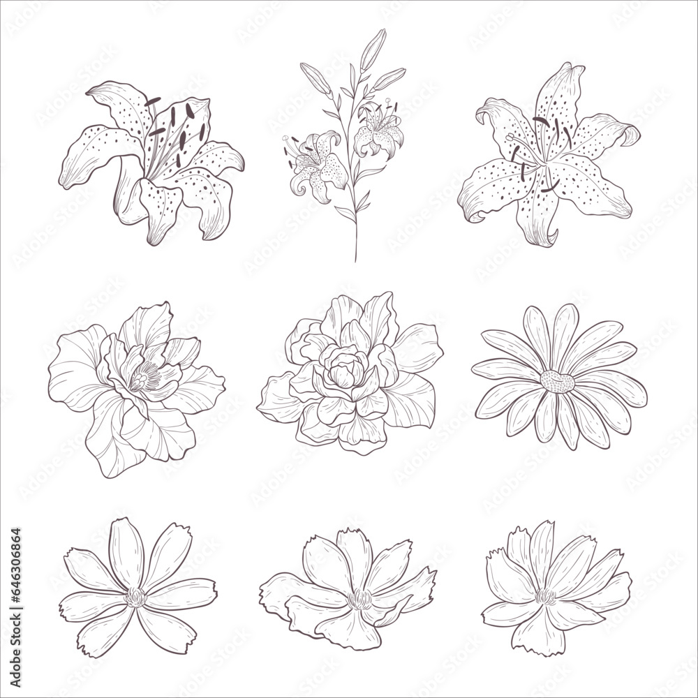 Set of Lily, Cosmos, Wild Rose Flowers. Line Art Illustration. Set of Lily, Cosmos, Wild Rose Flowers. Line Art Illustration.