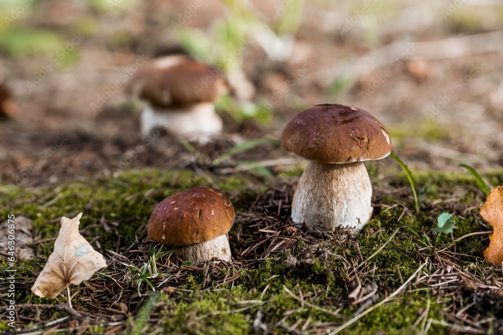 A noble, royal mushroom. White mushroom boletus. Porcini mushrooms in the spruce forest. Beautiful texture of nature background. A noble, royal mushroom. White mushroom boletus. Porcini mushrooms in the spruce forest. Beautiful texture of nature background.