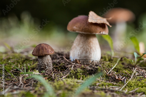 A noble, royal mushroom. White mushroom boletus. Porcini mushrooms in the spruce forest. Beautiful texture of nature background.