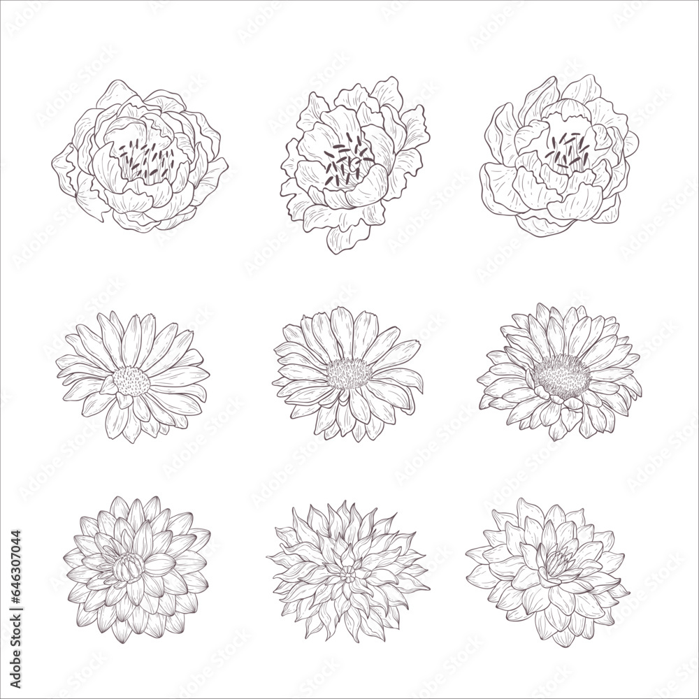 Set of Wild Rose, Gerbera, Dahlia Flowers. Line Art Illustration. Set of Wild Rose, Gerbera, Dahlia Flowers. Line Art Illustration.