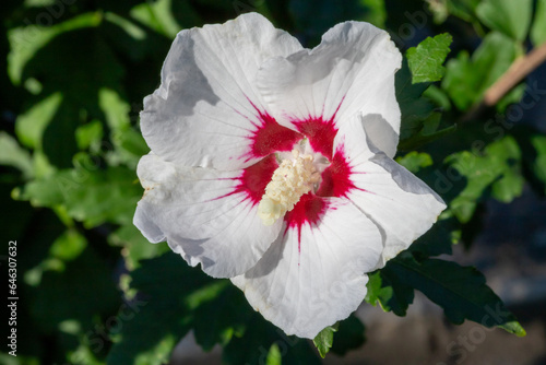 White hibiscus flower outdoor in sunny backyard..
