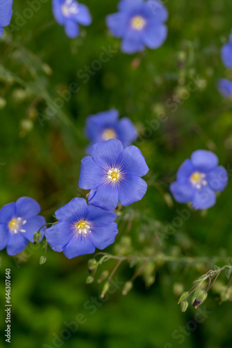 Field of blue flax in the country.