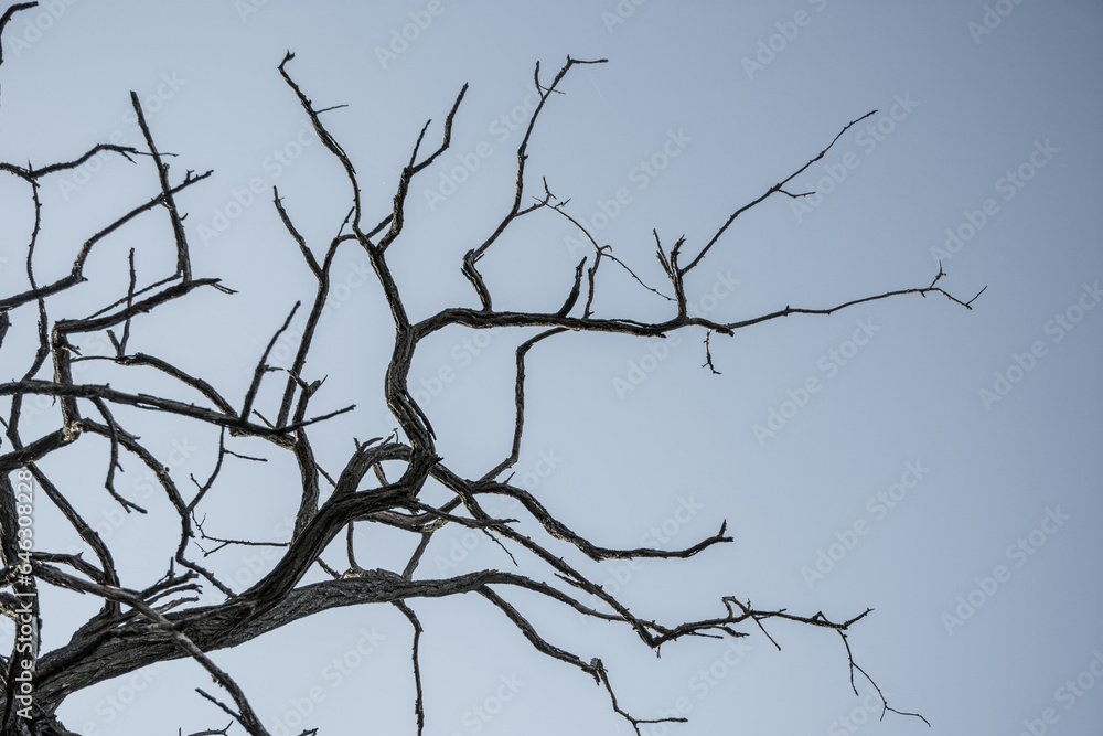 Dry tree branches. View from the bottom of the tree, no leafs against and blue sky. Dry tree branches. View from the bottom of the tree, no leafs against and blue sky.