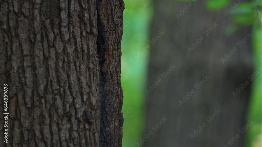 Woodpecker (Dendrocopos Major) Feeds Noisy Chick and Fly away Woodpecker (Dendrocopos Major) Feeds Noisy Chick and Fly away