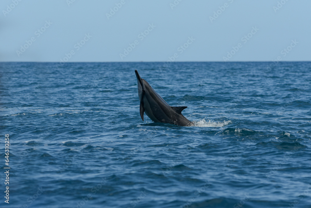 Fototapeta premium view of a dolphin in the indian ocean