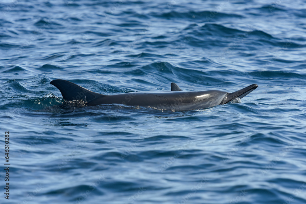 Fototapeta premium view of a dolphin in the indian ocean