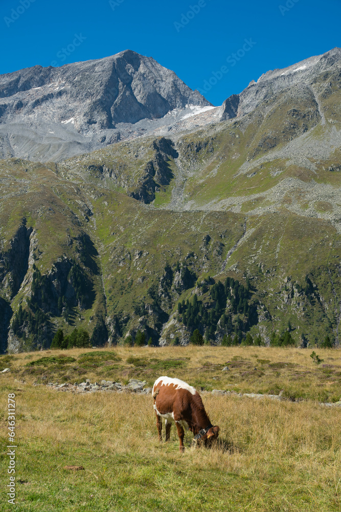 Happy brown alpine cow are resting under the summer sun on italian alps Happy brown alpine cow are resting under the summer sun on italian alps