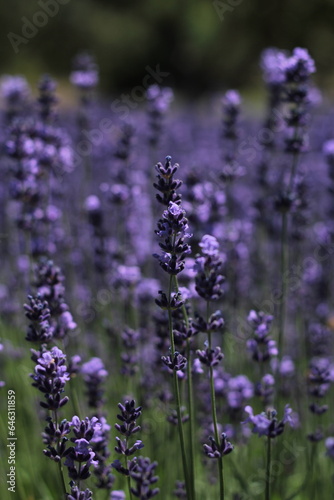 lavender field in region