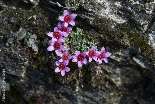 Φωτογραφία The Purple saxifrage (Saxifraga oppositifolia)