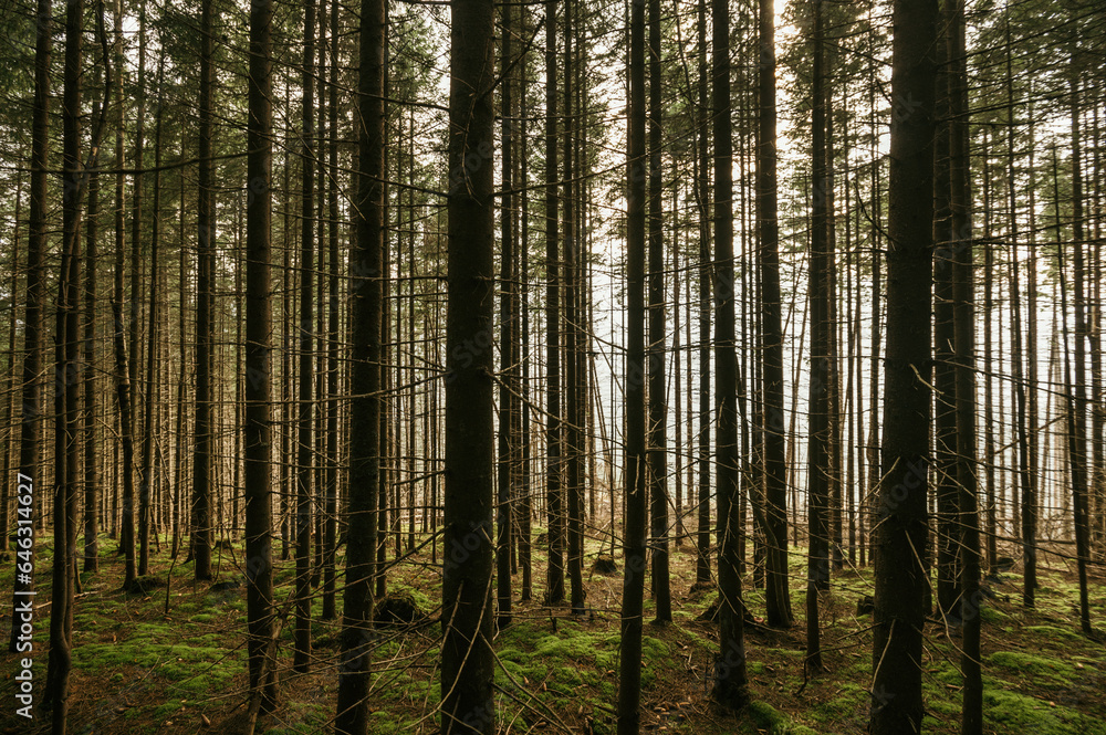 The forest inside is dense coniferous The forest inside is dense coniferous