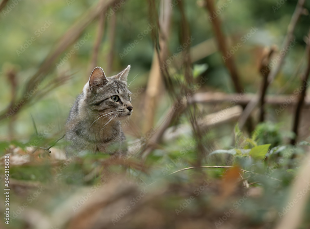 chat haret en forêt sous de belles lumières de fin de journée chat haret en forêt sous de belles lumières de fin de journée