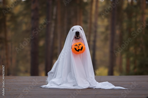 A dog in a ghost costume for Halloween. A golden retriever sits in a fall park holding a pumpkin-shaped candy bucket in his teeth for the holiday.