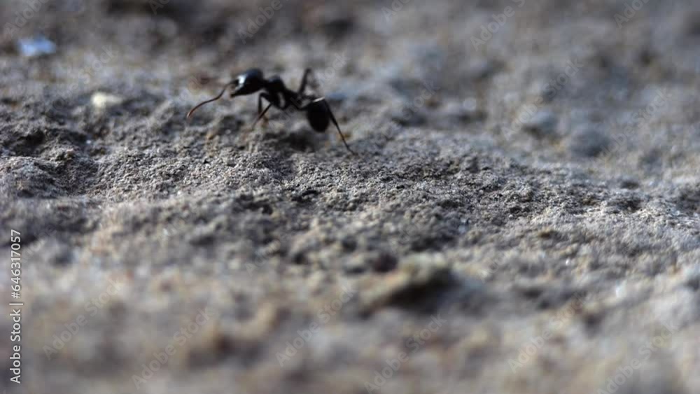 Ants on the way for food filming with a macro lens in slow motion. Ants on the way for food filming with a macro lens in slow motion.