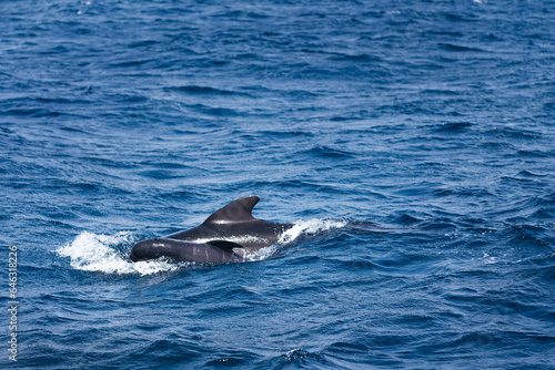 pilot whale swimming through the blue sea with the dorsal fin above the water surface next to its newborn calf, concept of marine wildlife and ecology, copy space for text