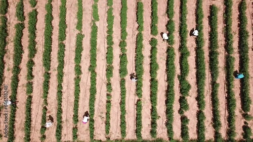 Farming chilies South India Karnataka