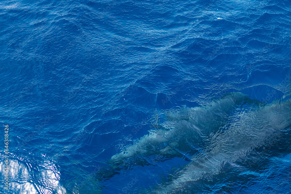 Obraz premium background of blue sea water with the silhouette of two dolphins swimming under the surface, concept of marine wildlife and ecology, copy space for text