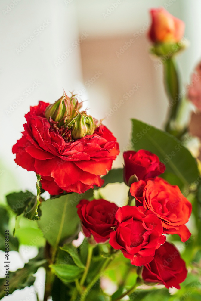 nice roses in the vase nice roses in the vase