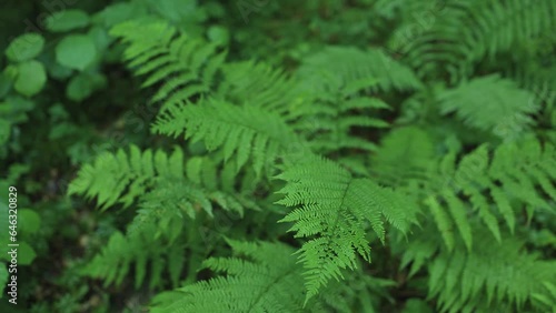 Wet and green fern bushes plants surrounded by rainy forest.	 photo