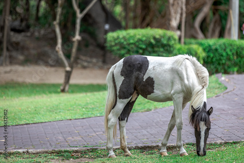 Background of horses searching for food It eats grass on high mountains. It moves and runs quickly. It is used in farm work and horse racing. © bangprik