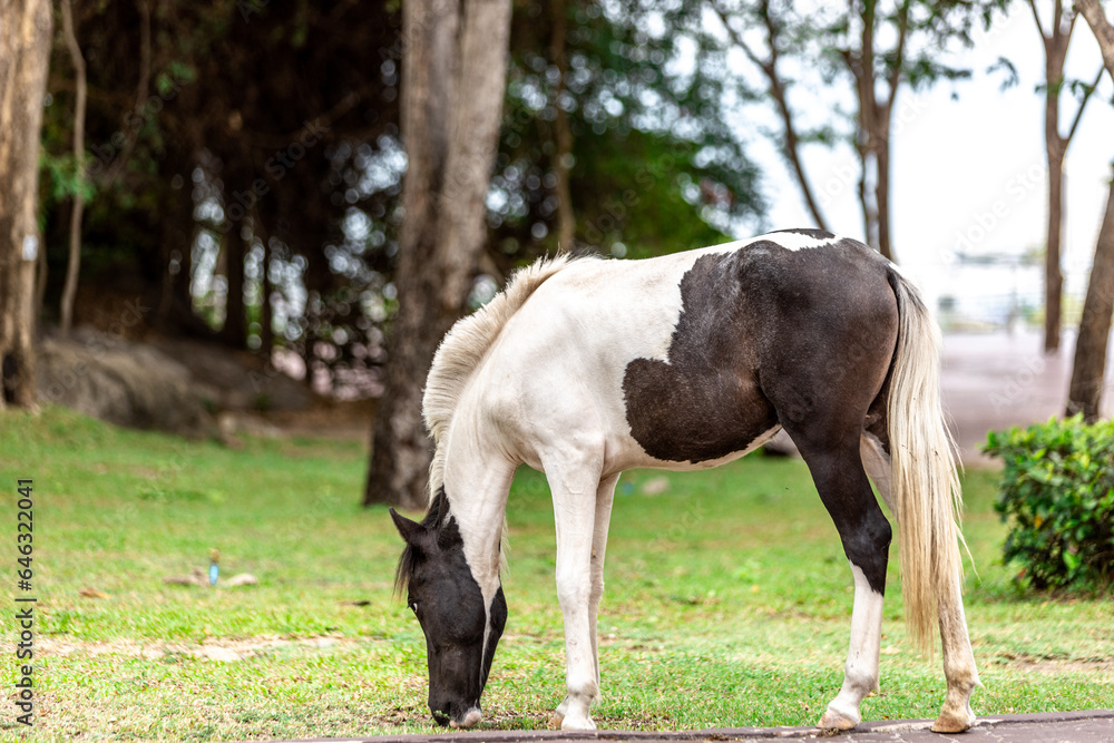 Background of horses searching for food It eats grass on high mountains. It moves and runs quickly. It is used in farm work and horse racing. Background of horses searching for food It eats grass on high mountains. It moves and runs quickly. It is used in farm work and horse racing.