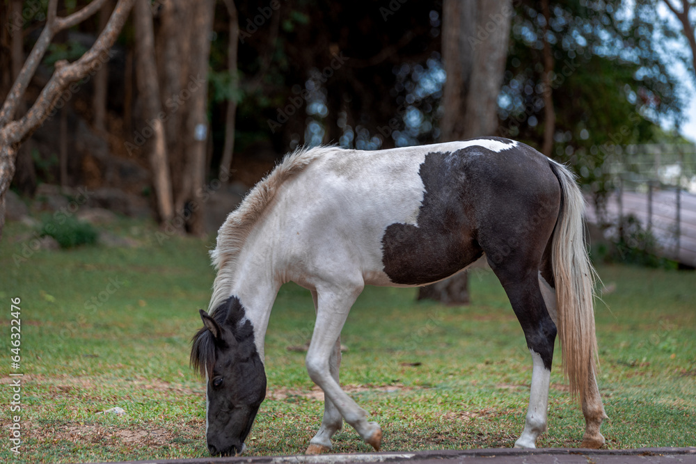 Background of horses searching for food It eats grass on high mountains. It moves and runs quickly. It is used in farm work and horse racing.