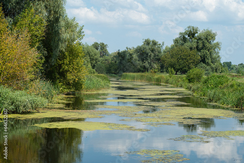 Trubizh River. A river with willows and duckweed on a sunny summer day in the Ukrainian forest-steppe zone. Pereyaslav  Ukraine.