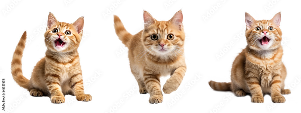 3 cute  shorthair cat  on transparent background png file