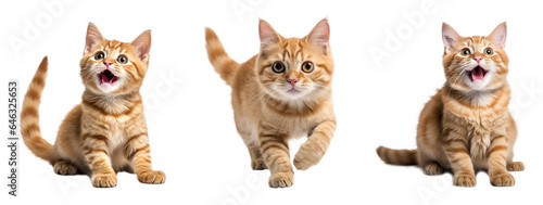 3 cute shorthair cat on transparent background png file