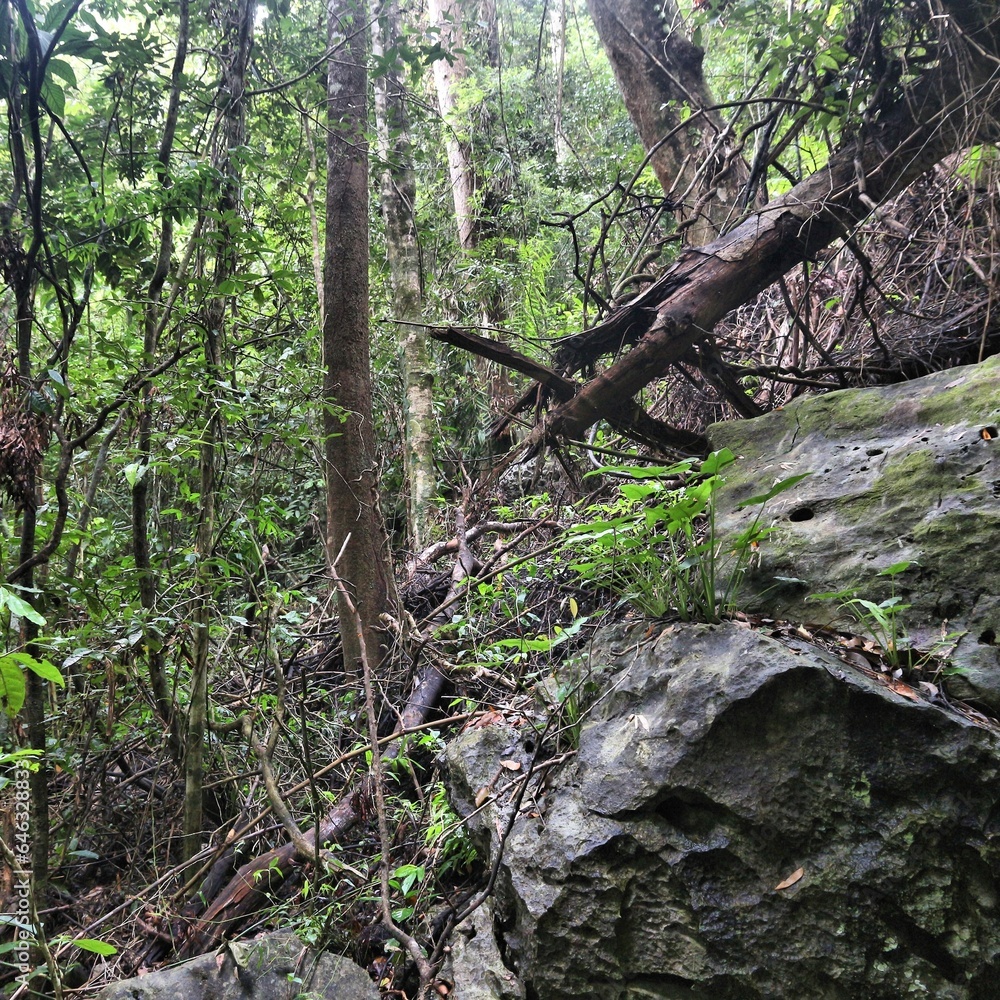Fototapeta premium Palawan rainforest