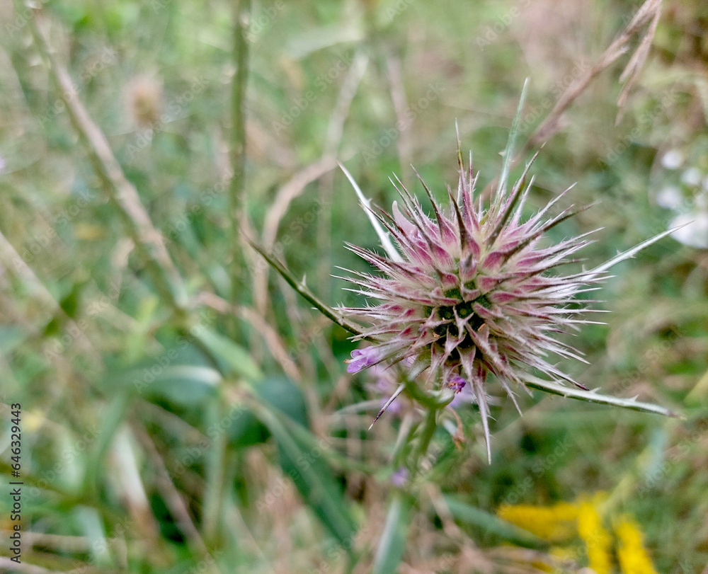 thistle flower