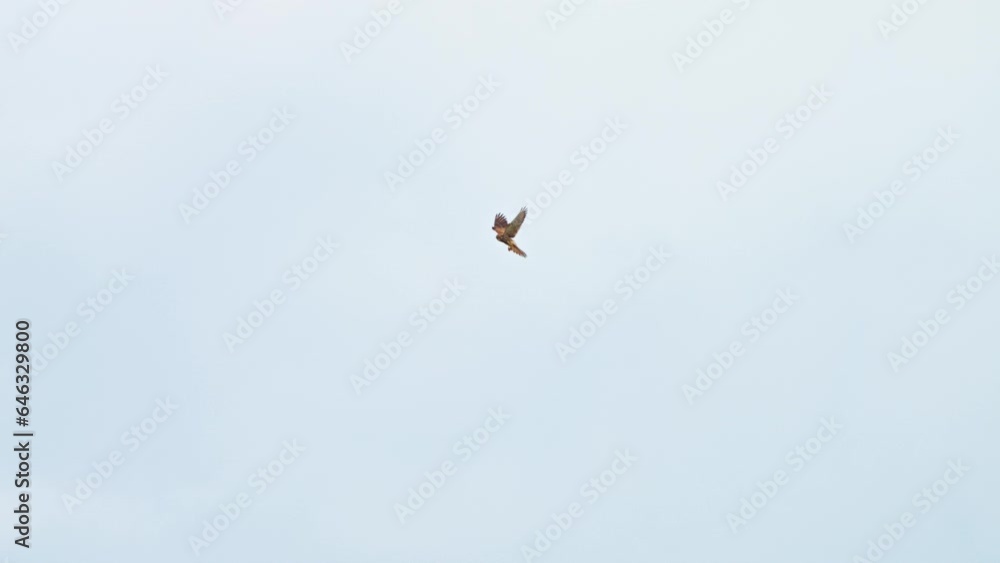 one Kestrel (Falco tinnunculus) flies in the sky and looks for prey on the ground