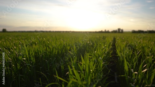 Agriculture. green wheat sprouts field at sunset sway in the wind. agriculture business farm concept. wheat field farm wide shot camera movement lifestyle green young sprouts