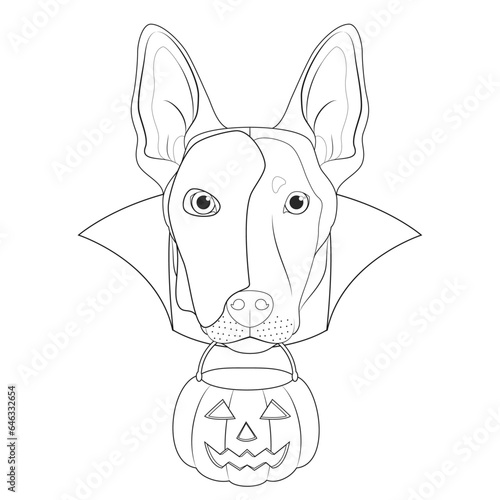 Halloween greeting card for coloring. Belgian Sheperd Malinois dog with a white half mask over his face, black cape and a pumpkin in the mouth