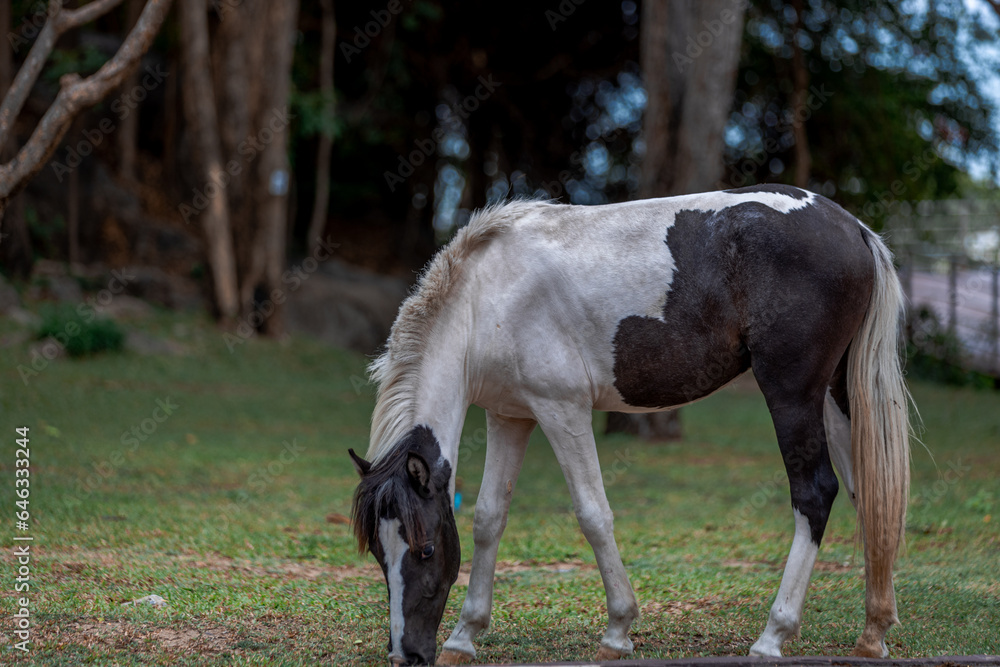 Background of horses searching for food It eats grass on high mountains. It moves and runs quickly. It is used in farm work and horse racing. Background of horses searching for food It eats grass on high mountains. It moves and runs quickly. It is used in farm work and horse racing.