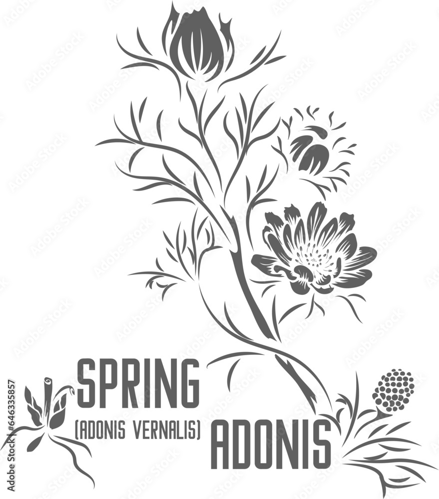 Spring adonis vector silhouette. Medicinal Adonis vernalis outline. Set of Pheasant's eye, the golden flowered spring or vernal Adonis in Line for pharmaceuticals. Contour grawing of medicinal herbs Spring adonis vector silhouette. Medicinal Adonis vernalis outline. Set of Pheasant's eye, the golden flowered spring or vernal Adonis in Line for pharmaceuticals. Contour grawing of medicinal herbs