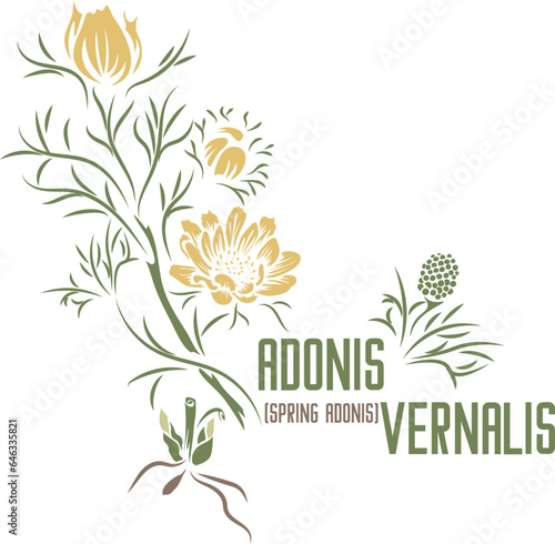 Spring Adonis herb in color vector silhouette. Medicinal Adonis vernalis plant. Set of Pheasant's eye, the golden flowered spring or vernal Adonis in color image for pharmaceuticals. Medicinal herbs