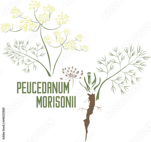 Peucedanum morisonii herb in color vector silhouette. Medicinal Peucedanum morisonii plant. Set of Peucedanum root and leafs in color image for pharmaceuticals and cooking. Medicinal herbs color photo