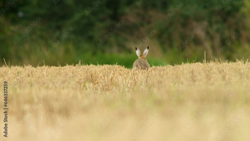 one European brown hare (Lepus europaeus) sits on a harvested stubble field one European brown hare (Lepus europaeus) sits on a harvested stubble field