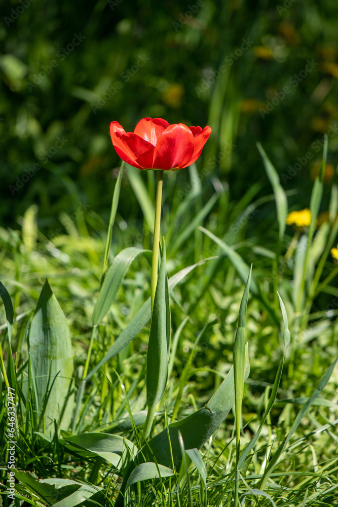 Flowers tulips in green grass, spring nature. Flowers tulips in green grass, spring nature.