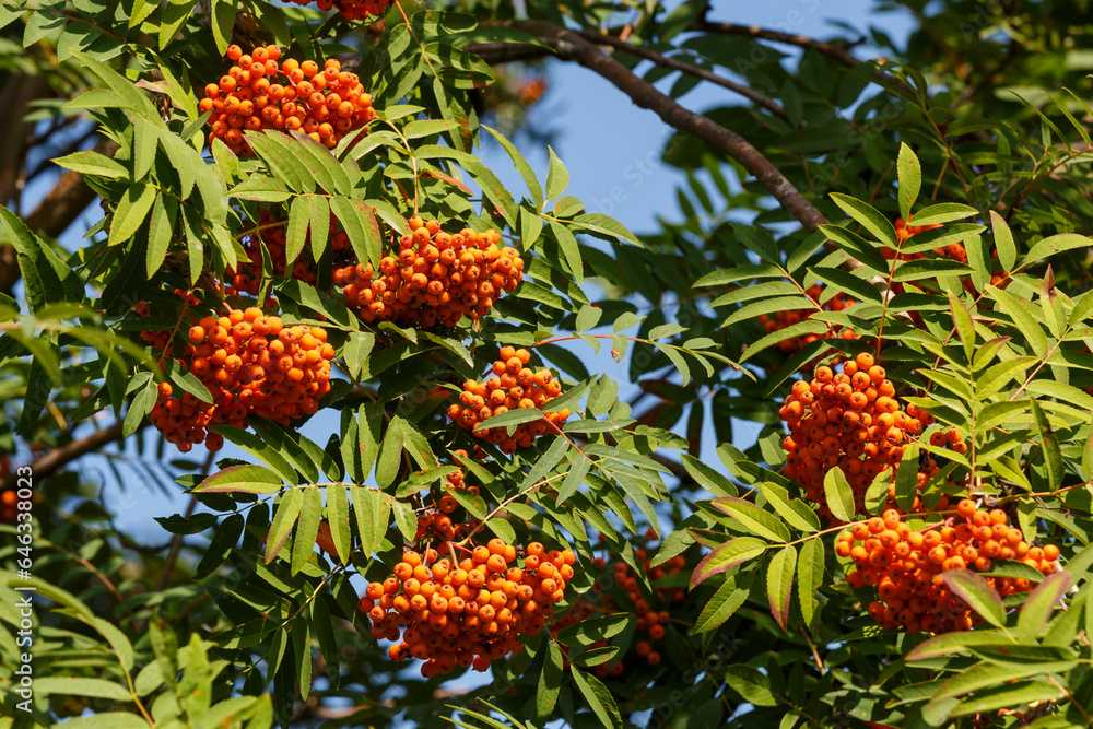Clusters of berries of rowan Clusters of berries of rowan