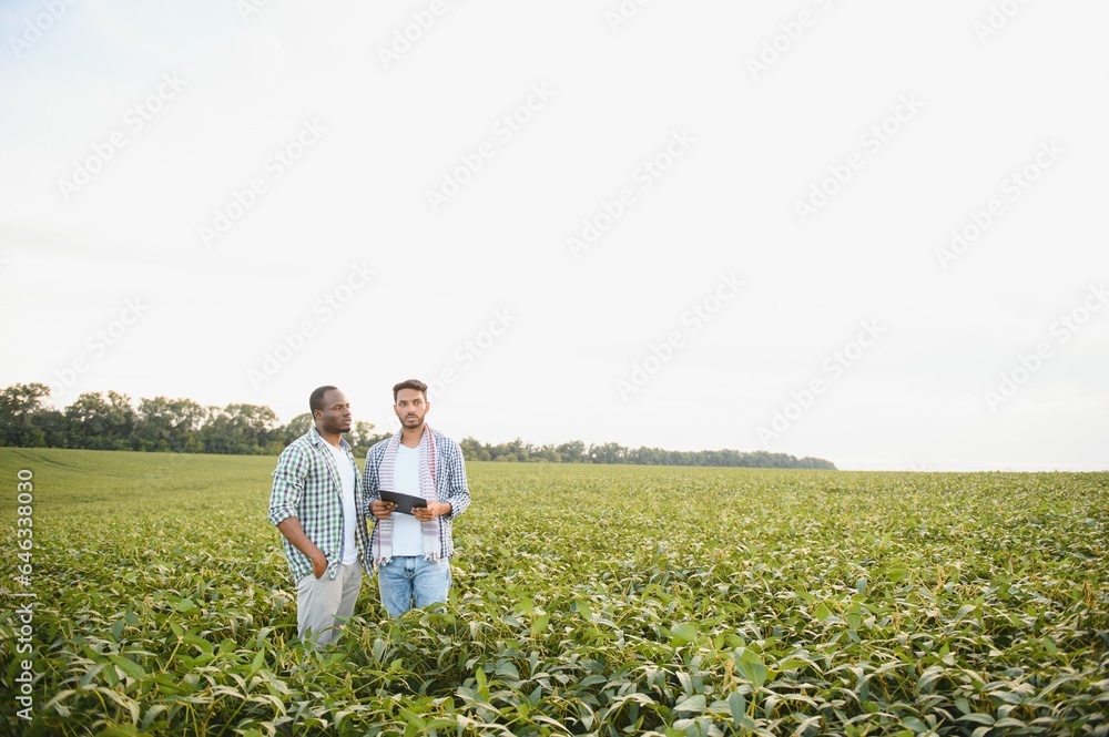 Two African and Indian farmers check the harvest in a corn field. Two African and Indian farmers check the harvest in a corn field.