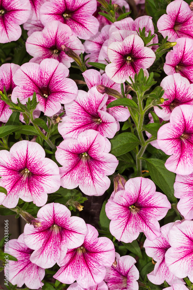 Pink petunia flowers.