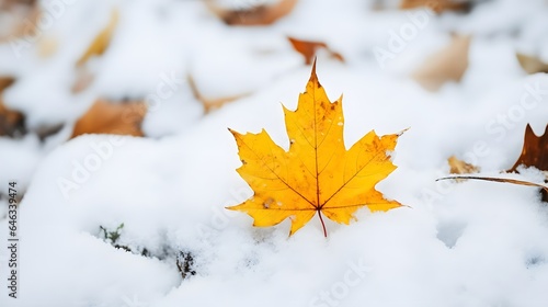Yellow maple leaf fell on snow. First snow, winter start concept, natural bright autumn leaf on snowy ground, nature scene, top view