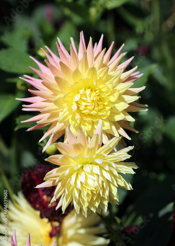 Macro image of spiky yellow and pink Dahlia blooms  Yorkshire England 